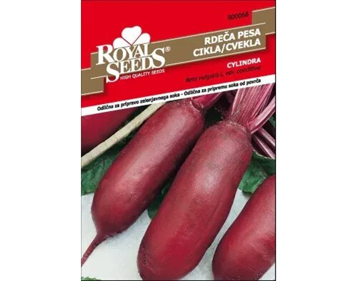 SJEME CIKLA CYLINDRA ROYAL